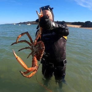 Araignée Mick