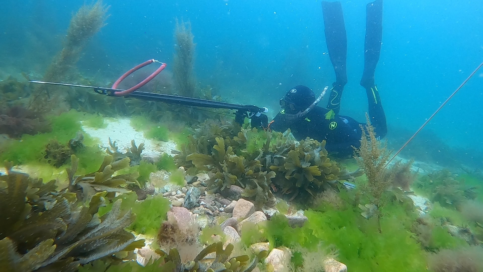 La Chasse sous Marine en Bretagne - j'ai testé pour vous ! (en vidéo)